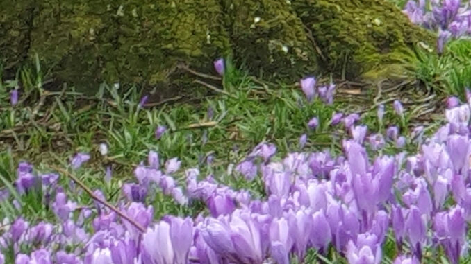 03 - März - 1200px Der Frühling naht mit großen Schritten